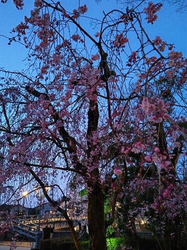20250407 浅野川沿いの桜12.JPG