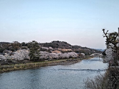 20250407 浅野川沿いの桜2.JPG