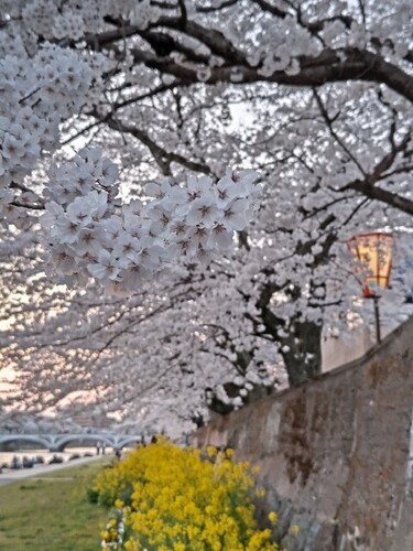 20250407 浅野川沿いの桜3.JPG
