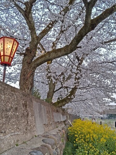 20250407 浅野川沿いの桜4.JPG