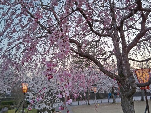 20250407 浅野川沿いの桜5.JPG