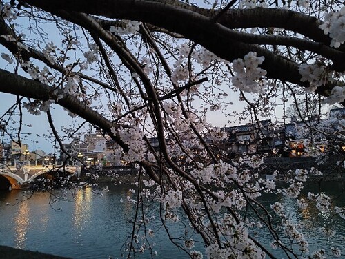 20250407 浅野川沿いの桜7.JPG