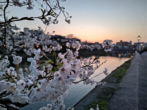 20250407 浅野川沿いの桜8.JPG