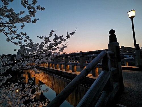 20250407 浅野川沿いの桜9.JPG