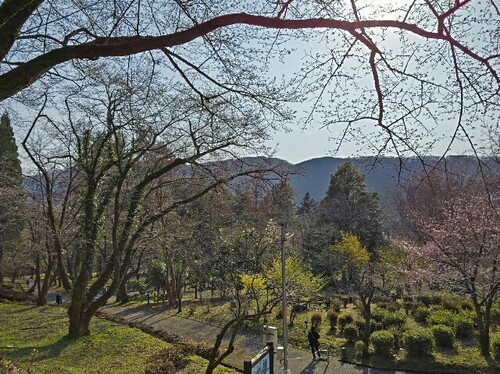 20250407 石川県林業試験場樹木公園1.JPG