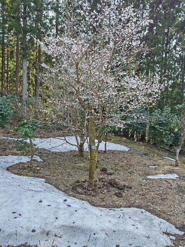 20250407 石川県林業試験場樹木公園11.JPG
