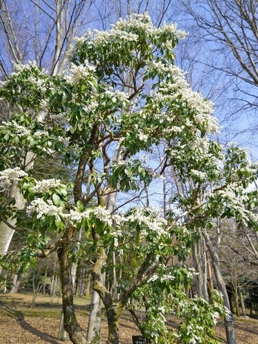 20250407 石川県林業試験場樹木公園5.JPG