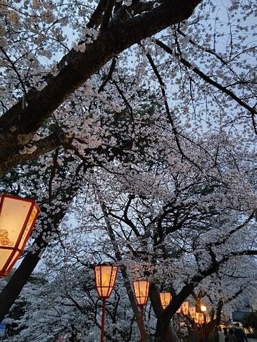 20250408 桜＠兼六園1.JPG