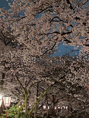 20250408 桜＠兼六園2.JPG