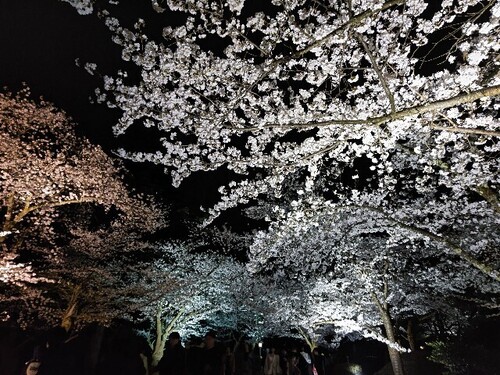 20250408 桜＠兼六園3.JPG