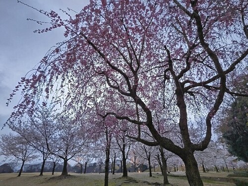 20250408 桜＠金沢城公園1.JPG