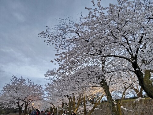 20250408 桜＠金沢城公園2.JPG