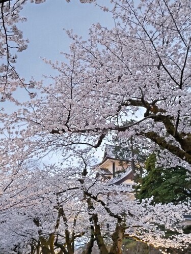 20250408 桜＠金沢城公園3.JPG