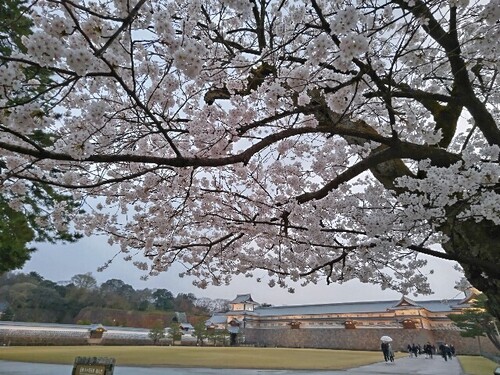 20250408 桜＠金沢城公園5.JPG