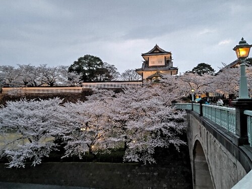 20250408 桜＠金沢城公園6.JPG
