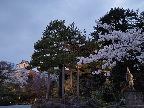 20250408 桜＠金沢城公園7.JPG
