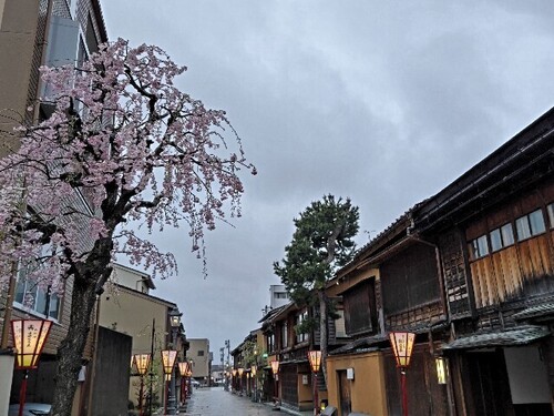 20250413 桜＠にし茶屋街1.JPG