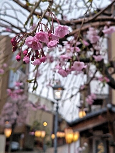20250413 桜＠にし茶屋街2.JPG