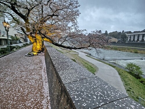 20250413 桜＠犀川沿い2.JPG