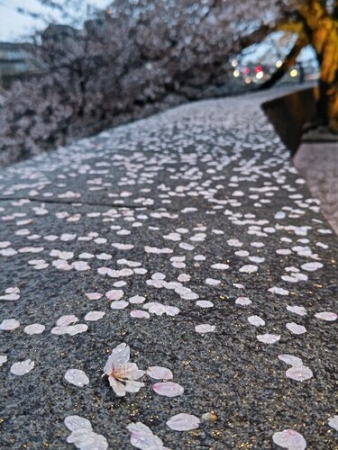 20250413 桜＠犀川沿い3.JPG