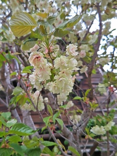20250418 御衣黄桜.JPG