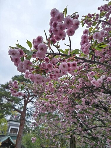 20250424 尾山神社菊桜.JPG