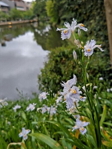 20250424 金沢城公園1シャガ.JPG