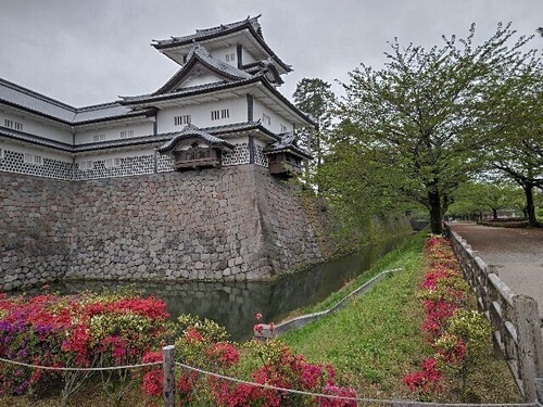 20250424 金沢城公園4ツツジ.JPG