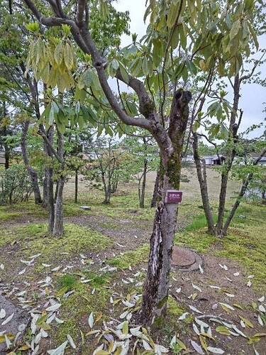 20250424 金沢城公園5ユズリハ.JPG