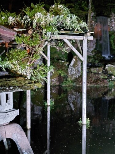 20250426 兼六園1.JPG